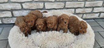 pudel,pudlik,poodle trpaslici - 3