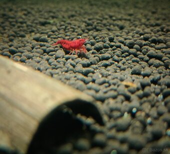 Krevetky neocaridina - Bloody Mary - 3