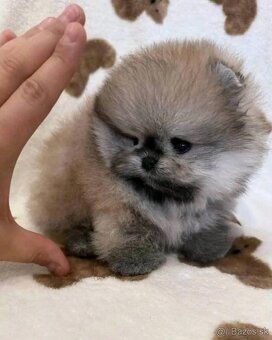 Pomeranian - 3