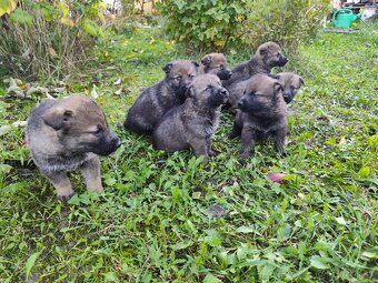 Československý vlčiak - 3