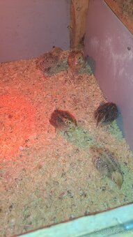 Prepeličky Faraon Jumbo - 3