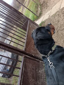 Rotvajler - sučka - 3