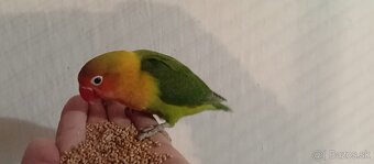 Predam agapornisy - 3