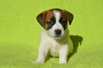 Jack russell teriér - 3