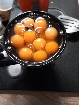 Prepelicie vajíčka. - 3