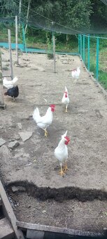 Kohút Leghorn - 3