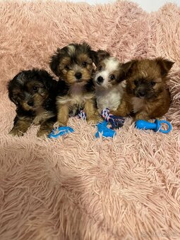 Yorkshirsky terier, York - 3