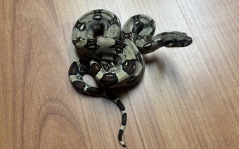 Veľhad královský, boa constrictor - mláďatá - 3