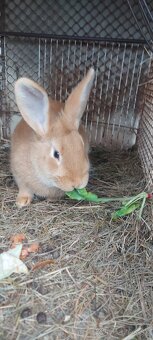 Burgundsky,samica - 3