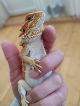 Agama bradatá s terariom Exo terra - 3