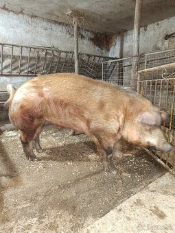 Kanec,Duroc - 3