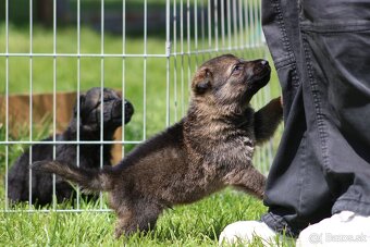 Nemecký ovčiak s rodokmeňom šteniatka - 3