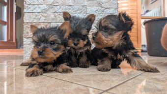 Yorkshire terrier - 3