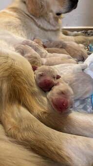 Zlatý retríver – šteniatka - 3