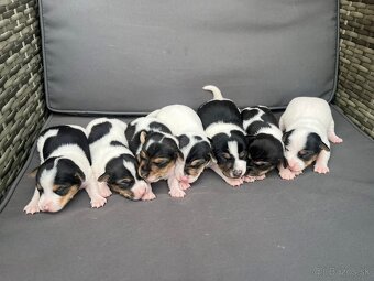 Jack Russel terrier🐶🐾 - 3