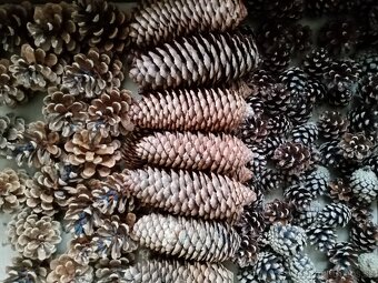 Borovicové šišky - 3