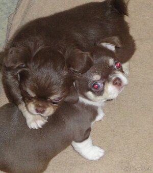 čivava krátkosrstá - 3