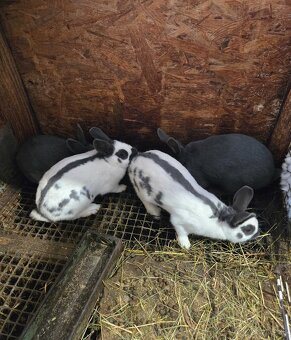 Český strakáč modrý alebo čierny - 3