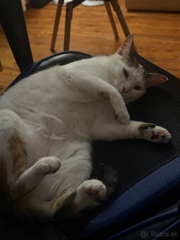 Darujem mačku - 3