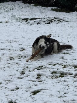 Sibírsky Husky - 3