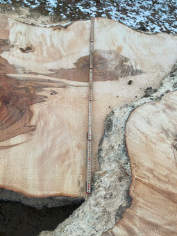 Rezivo Buk Dub Jelša Javor. - 3