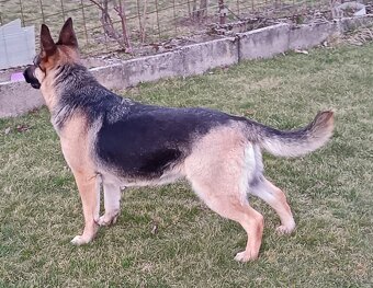 Nemecký ovčiak - 3