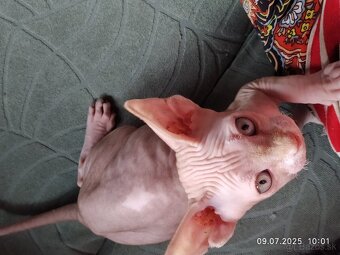 Kanadský sphynx - 3