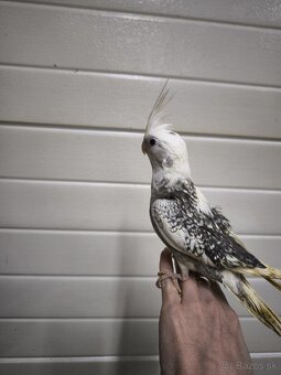 Ručne dokrmená korela - 3