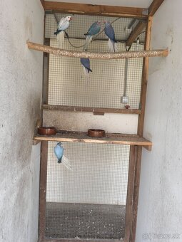 Alexaner maly opalin/h.ch,h.ch violet, modrý - 3