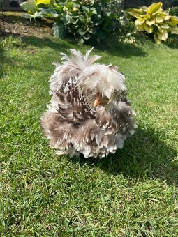 Násadové vajíčka USA hodvábničky - 3