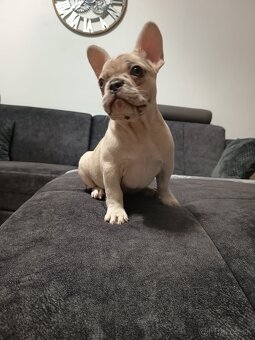 Francúzsky buldocek - 3