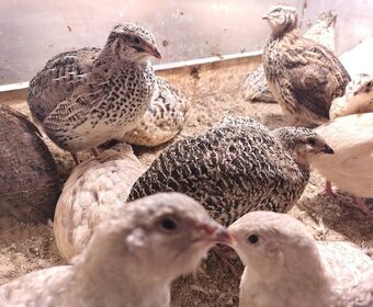 Predám japonské prepelice - 3