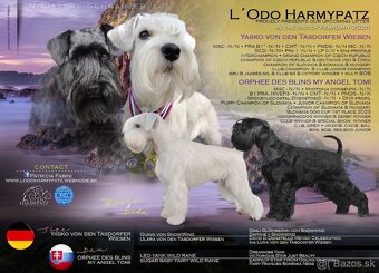 Bradač malý s rodokmeňom - 3