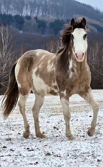 APH APHA PAINT HORSE ŽREBEC pripúšťanie - 3