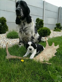 Šteniatko anglicky springer španiel - 3
