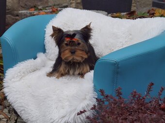 Yorkshire terrier - 3
