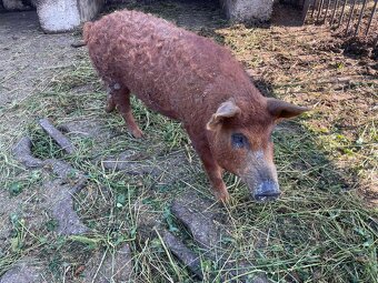 Mangalica červená - 3