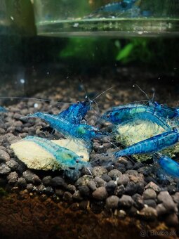 Neocaridina Blue Dream - 3