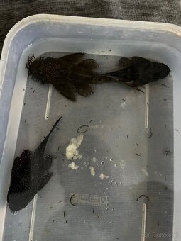 prísavník L213 + L144 (chovné skupiny) - 3