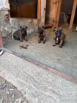 Belgický ovčiak Malinois - 3