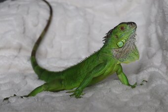 Leguán zelený - 3