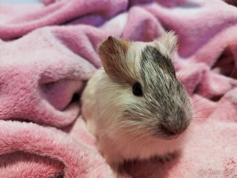 Morské prasiatka - 3