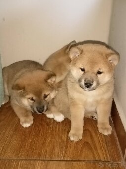Predám šteniatka Shiba inu - 3