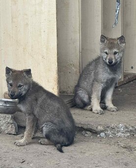 Československý vlčiak - 3