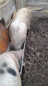 Predam mladeho kanceka - 3