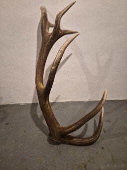 Zhod,trofeje,parožie - 3