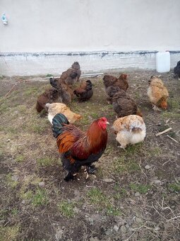 NB Brahma jarabičia 1,50€ - 3