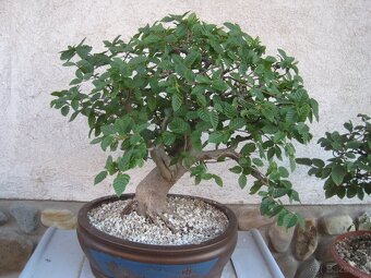 bonsai,bonsaj-JAVOR POLNÝ5 - 3