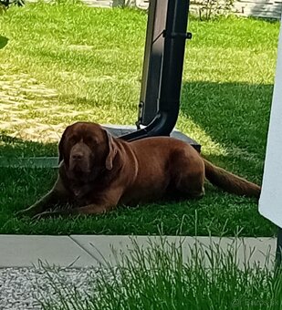 Labrador hnedý na krytie - 3