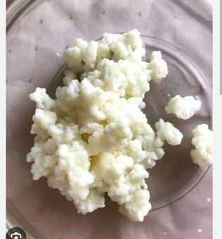Kefirová huba , mliečne kefirové zrná - 3